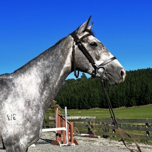 Horse for sale: Mare infoal to Toaken Romance