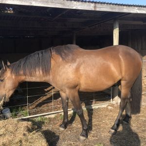 Horse for sale: Galaxy Pourewa offspring with incredible potential 