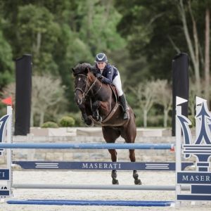 Horse for sale: Stunning Sport-Horse For Sale