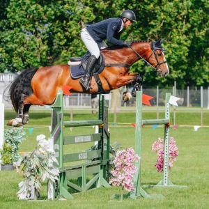 Horse for sale: Ultimate JR/YR Mount - Gladiator ECPH