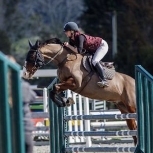 Horse for sale: Ultimate Show Jumper