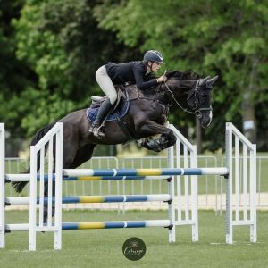 Horse for sale: Talented Young horse with Grandprix bloodlines