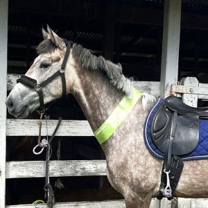 Horse for sale: Compact Scopey Power House ready to get jumping 