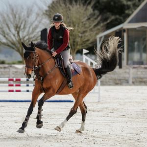 Horse for sale: FF Lovella