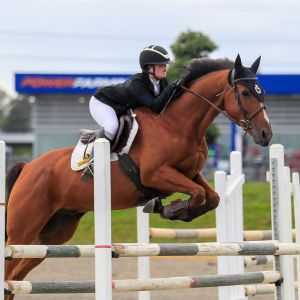 Horse for sale: Competitive Warmblood x TB