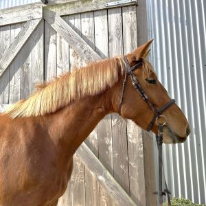 Horse for sale: Lovely young mare