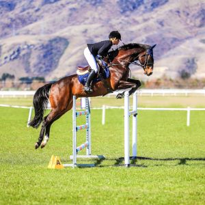 Horse for sale: **Quality Show Jumper**