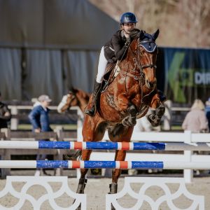 Exceptional Show jump/Eventer Prospect 