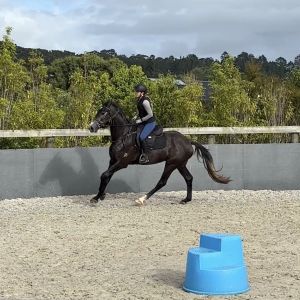 Horse for sale: EXCEPTIONAL 3YO BY CORNET'S AIR