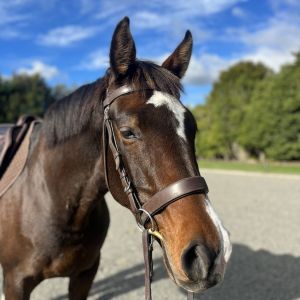 Horse for sale: Super Warmblood Mare 