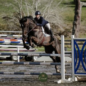 Horse for sale: Ultimate Allrounder