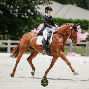 Level 7 dressage schoolmaster