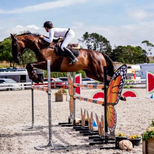 Horse for sale: JR/AM/Pro-Am Horse - Price Drop