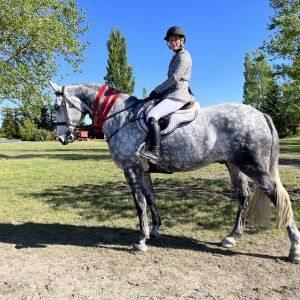 Horse for sale: Stunning Big Hunter / Showhunter