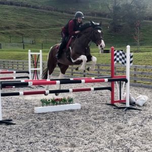 Horse for sale: Warmblood X 6yr old 