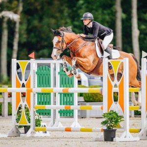 Horse for sale: Quality Show Jumper - JR/AM Rider Horse 