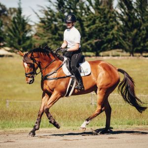 Horse for sale: Schoolmaster eventer 