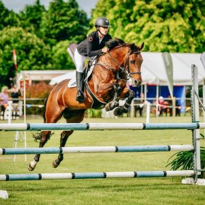 Horse for sale: Ideal Amateur or first hack