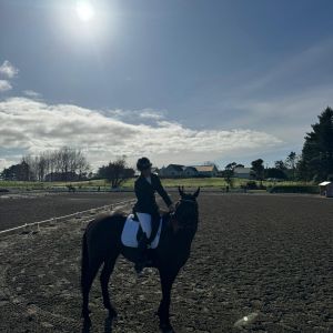 Horse for sale: Amazing Lease Opportunity