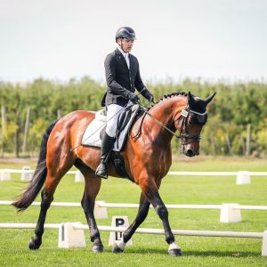 Horse for sale: Talented Warmblood Gelding