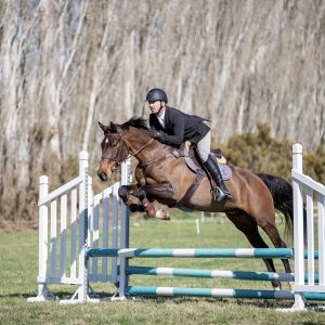 Horse for sale: Cassafino Xtreme