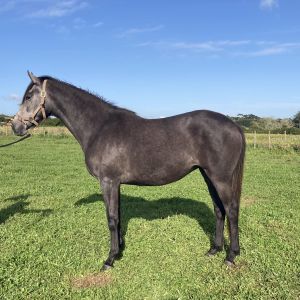 Outstanding Lusitano X filly 