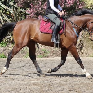 Straightforward, fun, warmblood gelding