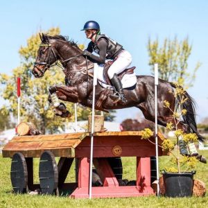 Horse for sale: Flashy Honest Eventer