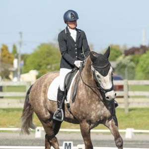 Horse for sale: Fursten Flash - Safe and talented Dressage Gelding 