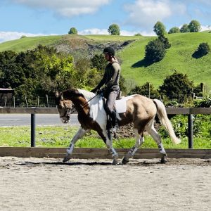 Horse for sale: Impressive Young Sporthorse 