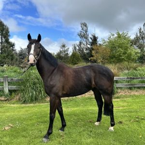 Horse for sale: Warmblood Gelding