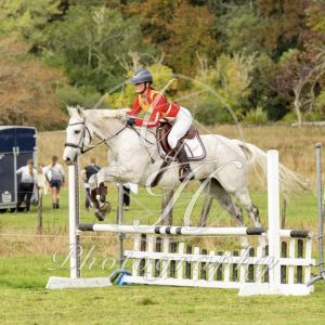 Horse for sale: Oscar, 15.2hh Rose Grey, Gorgeous Boy