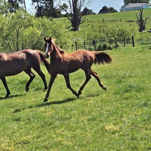 Horse for sale: Yearling gelding by ES Darco Obolensky 