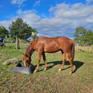 Horse for sale: Eurosport Darco Obolensky gelding