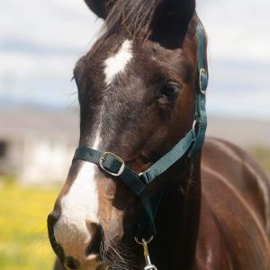 Exceptional Eurosport’s Darco Obolensky yearling