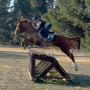 Horse for sale: A GREAT VERSATILE CONFIDENCE BUILDER 