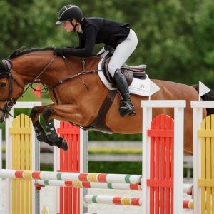 Horse for sale: Talented Young Horse