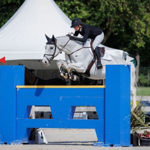 Horse for sale: Competitive Jumper