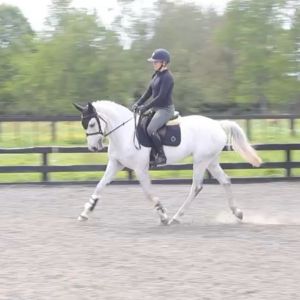 Stunning dressage potential 