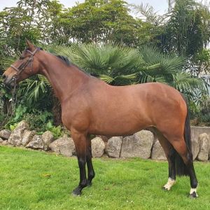 Performance Bred Mare