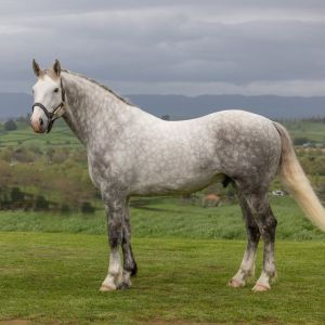 Horse for sale: Greystone Aristocrat - Registered Irish Draught Stallion