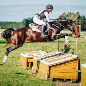 Stunning warmblood all rounder