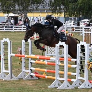 Horse for sale: Superb fun jumping schoolmaster