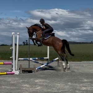 Exciting Prospect - warmblood gelding