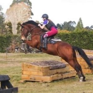 Horse for sale: Tallyho Copenhagen