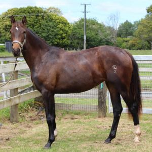 Two Year old Euro Sport Centavos Filly