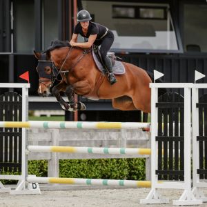 Horse for sale: Quality Competitve Mare 