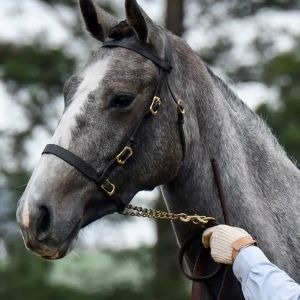 OUTSTANDING YOUNG GELDING