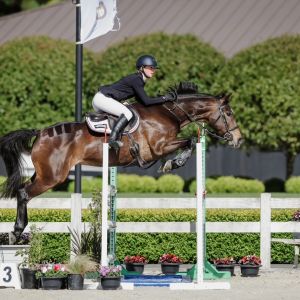 Competitive Warmblood Mare  - JNR Rider/ ProAm 