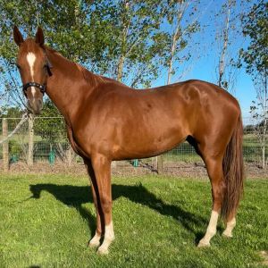 Horse for sale: Quality Warmblood filly